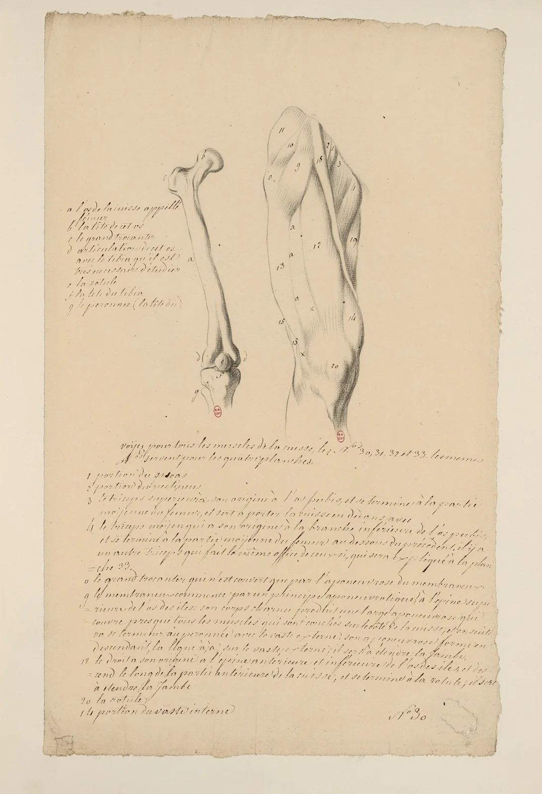 Cahiers d’Anatomie Pl.34 av Charles Monnet