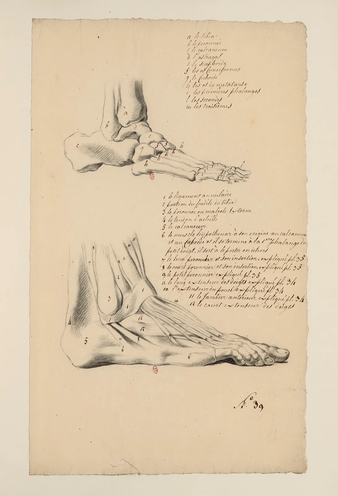 Cahiers d’Anatomie Pl.35 av Charles Monnet