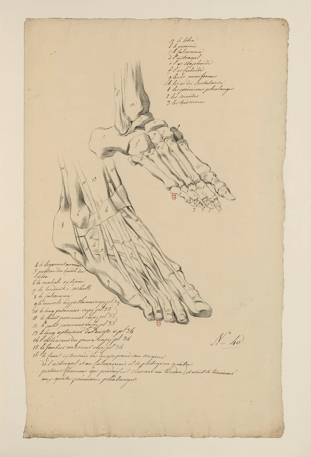 Cahiers d’Anatomie Pl.36 av Charles Monnet