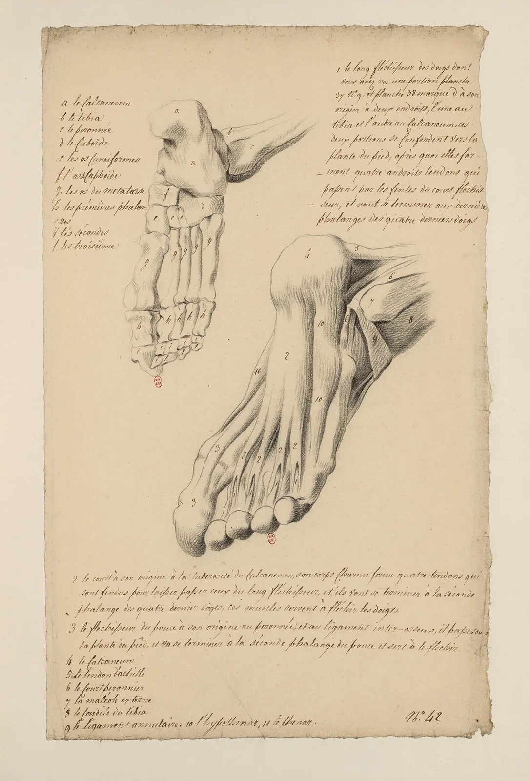 Cahiers d’Anatomie Pl.38 av Charles Monnet