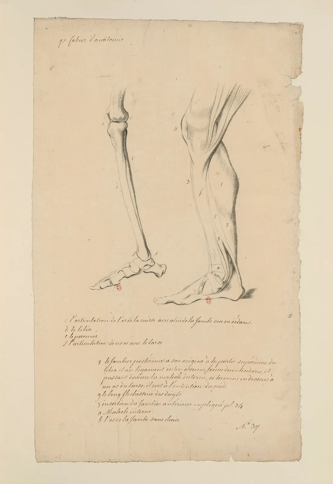 Cahiers d’Anatomie Pl.40 av Charles Monnet