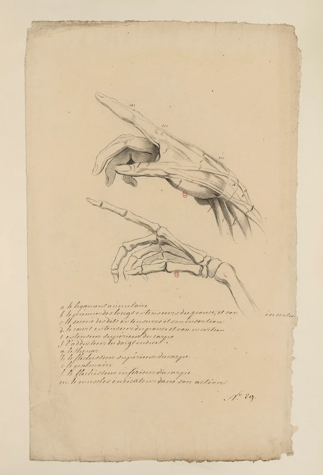 Cahiers d’Anatomie Pl.41 av Charles Monnet