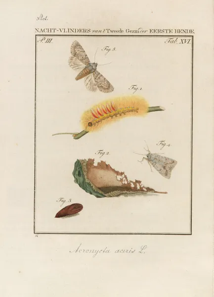 Beschouwing der wonderen Gods Pl.17 av Jan Christiaan Sepp