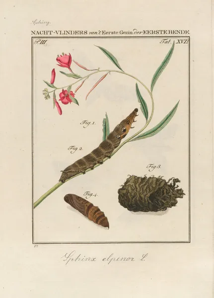 Beschouwing der wonderen Gods Pl.18 av Jan Christiaan Sepp