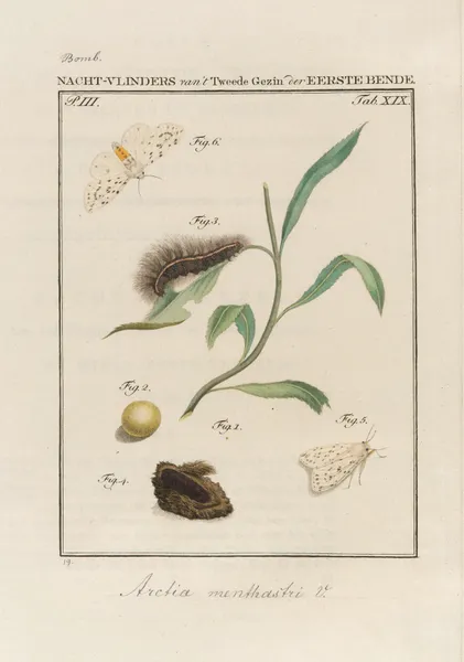 Beschouwing der wonderen Gods Pl.20 av Jan Christiaan Sepp