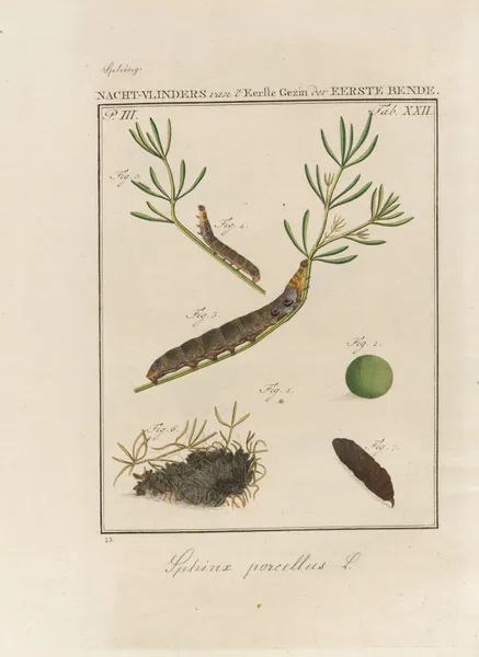 Beschouwing der wonderen Gods Pl.23 av Jan Christiaan Sepp