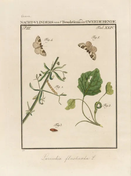 Beschouwing der wonderen Gods Pl.25 av Jan Christiaan Sepp