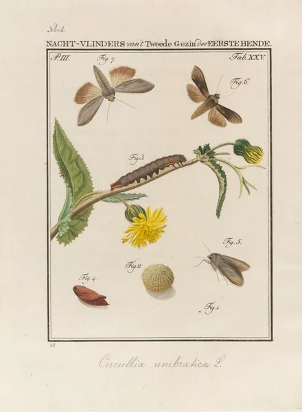 Beschouwing der wonderen Gods Pl.26 av Jan Christiaan Sepp