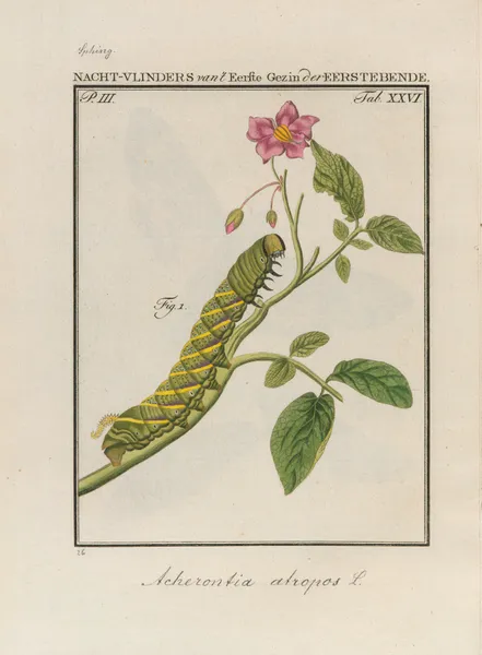 Beschouwing der wonderen Gods Pl.27 av Jan Christiaan Sepp