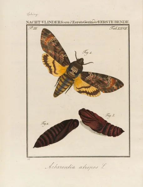Beschouwing der wonderen Gods Pl.28 av Jan Christiaan Sepp