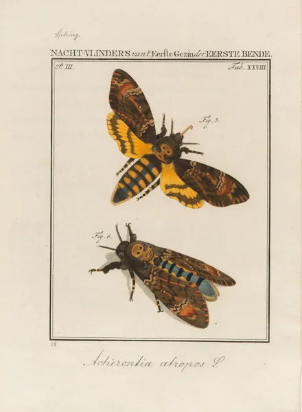 Beschouwing der wonderen Gods Pl.29 av Jan Christiaan Sepp