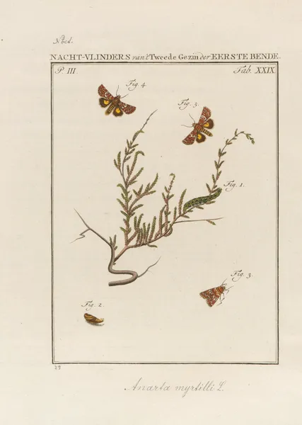 Beschouwing der wonderen Gods Pl.30 av Jan Christiaan Sepp