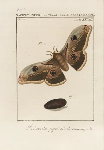 Beschouwing der wonderen Gods Pl.34 av Jan Christiaan Sepp