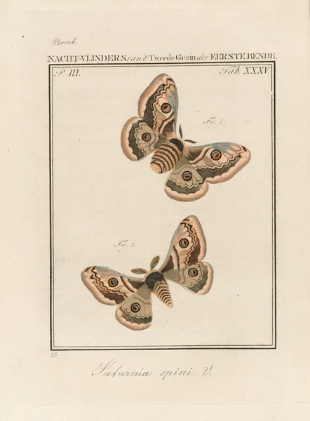Beschouwing der wonderen Gods Pl.36 av Jan Christiaan Sepp