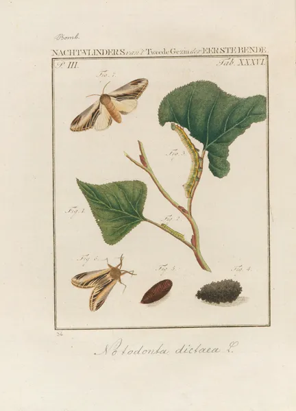 Beschouwing der wonderen Gods Pl.37 av Jan Christiaan Sepp