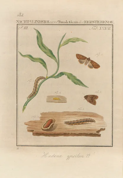 Beschouwing der wonderen Gods Pl.38 av Jan Christiaan Sepp