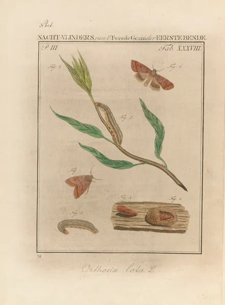 Beschouwing der wonderen Gods Pl.39 av Jan Christiaan Sepp