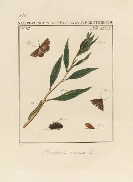 Beschouwing der wonderen Gods Pl.40 av Jan Christiaan Sepp