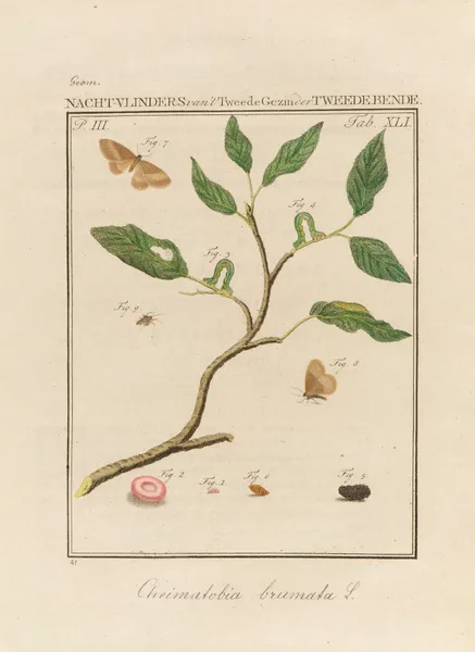 Beschouwing der wonderen Gods Pl.42 av Jan Christiaan Sepp
