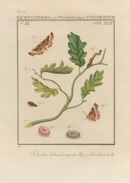 Beschouwing der wonderen Gods Pl.43 av Jan Christiaan Sepp
