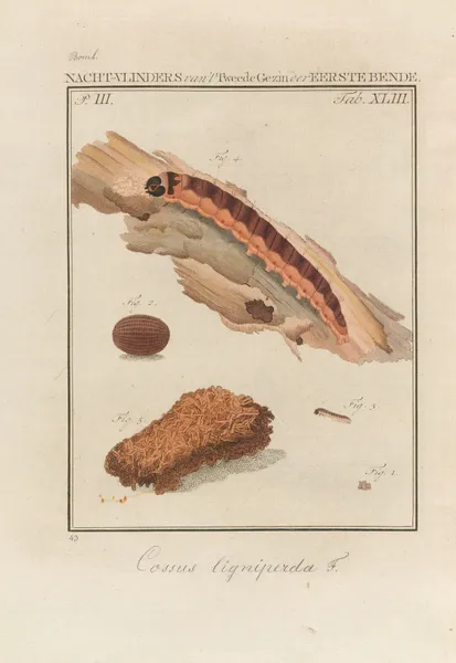 Beschouwing der wonderen Gods Pl.44 av Jan Christiaan Sepp