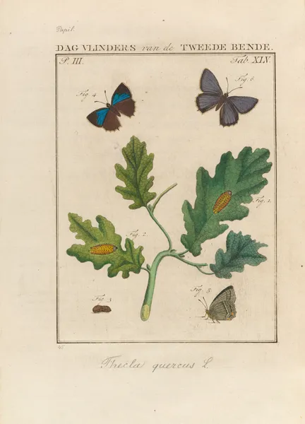 Beschouwing der wonderen Gods Pl.46 av Jan Christiaan Sepp