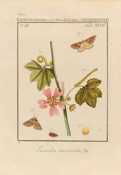 Beschouwing der wonderen Gods Pl.48 av Jan Christiaan Sepp
