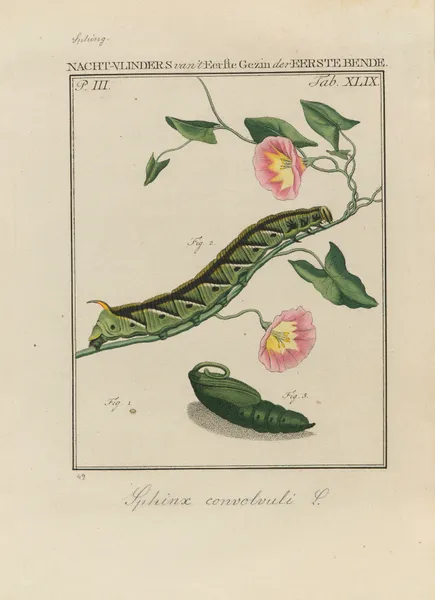 Beschouwing der wonderen Gods Pl.50 av Jan Christiaan Sepp