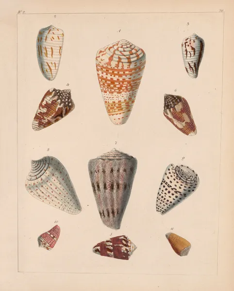 Die Familie der Coneae oder Conidae Pl.21 av Heinrich Conrad Weinkauff