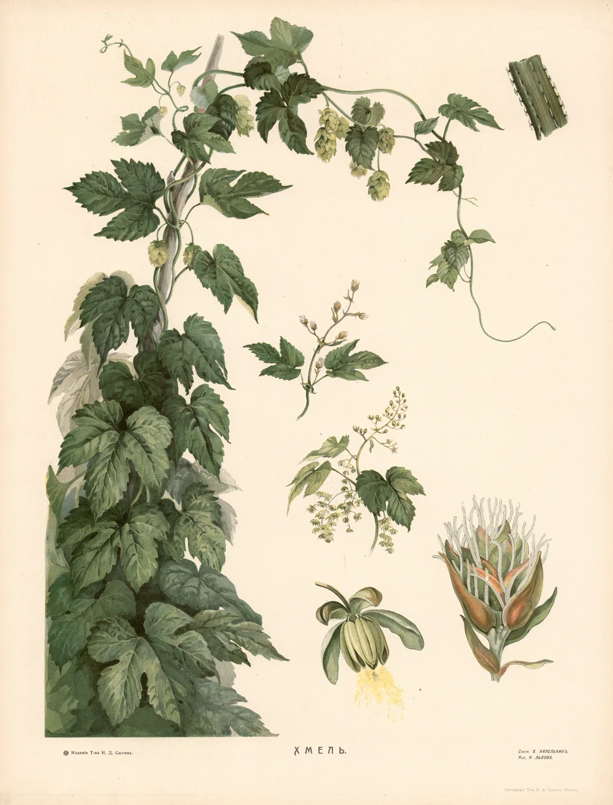 Hops av T-va I. D. Sytina