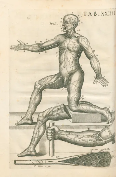 Tabulae anatomicae a celeberrimo pictore Petro Berretino Cortonensi Pl.24 av Pietro da Cortona