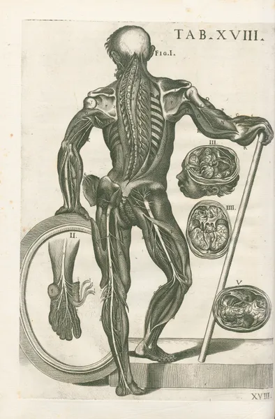 Tabulae anatomicae a celeberrimo pictore Petro Berretino Cortonensi Pl.18 av Pietro da Cortona