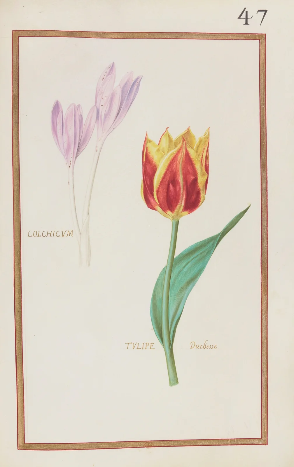 Colchicum ; tulipe duchesse av Daniel Rabel