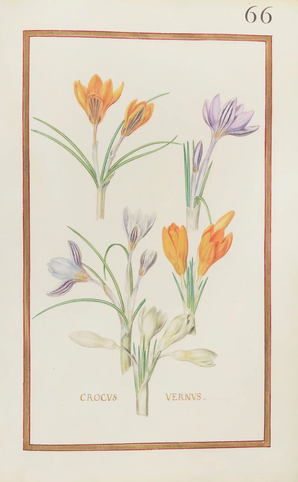 Crocus vernus av Daniel Rabel
