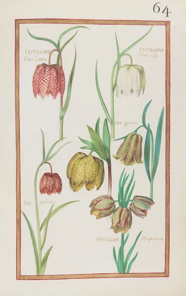Fritillaria flore cameo ; fritillaria floré albo ; fri. pyrenea ; fri. italica ; fritillar. hispanica av Daniel Rabel