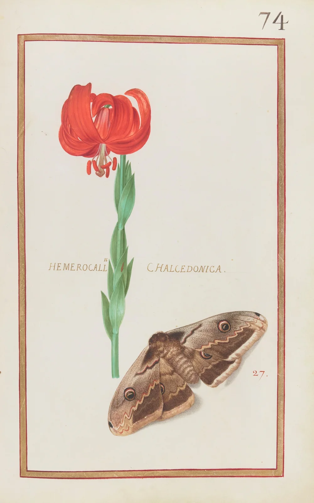 Hemerocallis chalcedonica av Daniel Rabel