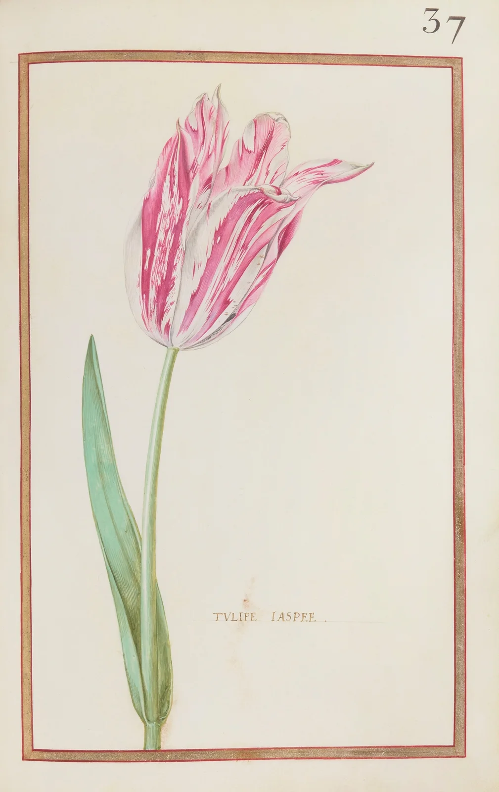 Tulipe jaspee av Daniel Rabel