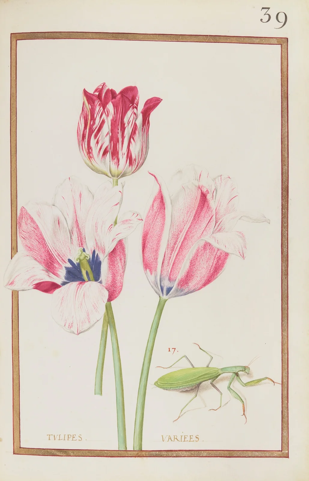 Tulipes variees, 1624 – nr 2 av Daniel Rabel