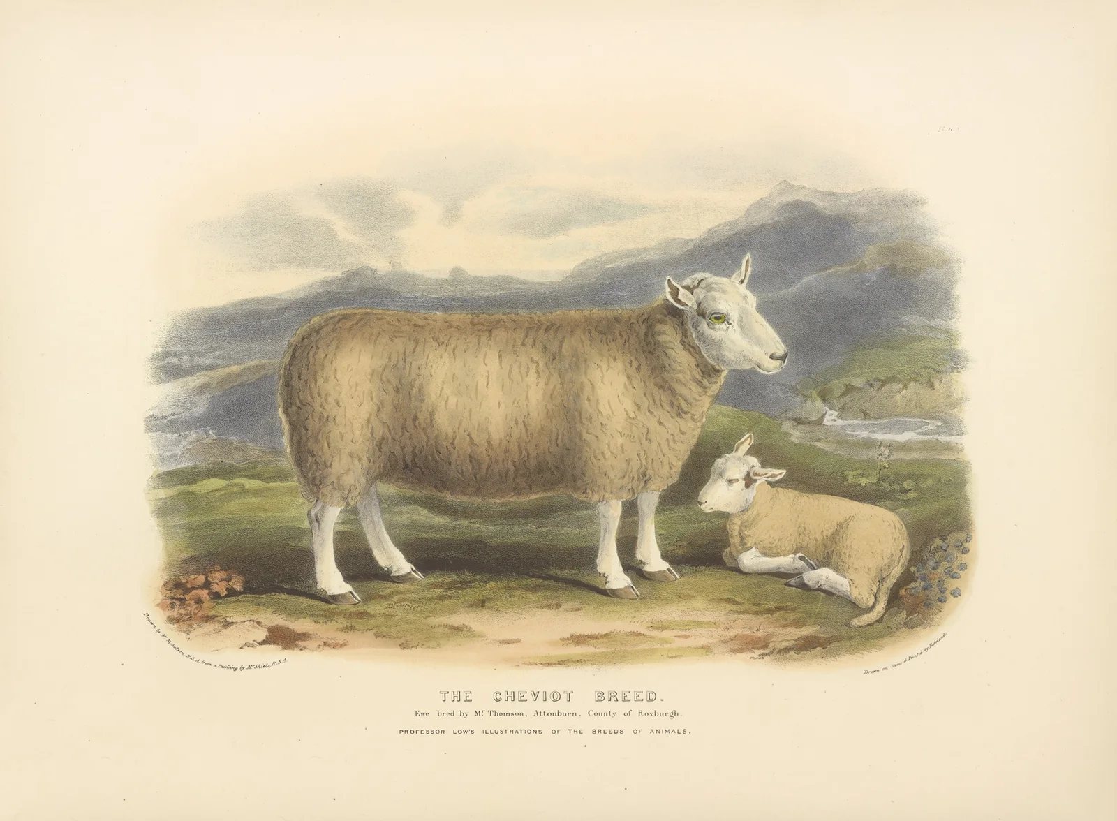 The Cheviot Breed av David Low