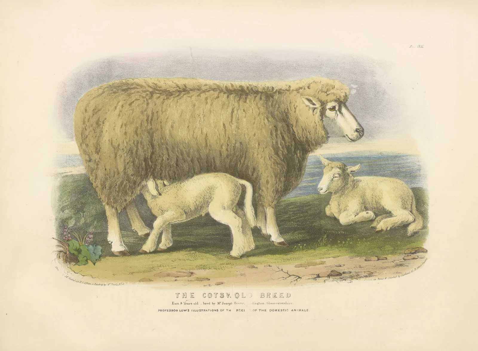 The Cotswold Breed av David Low