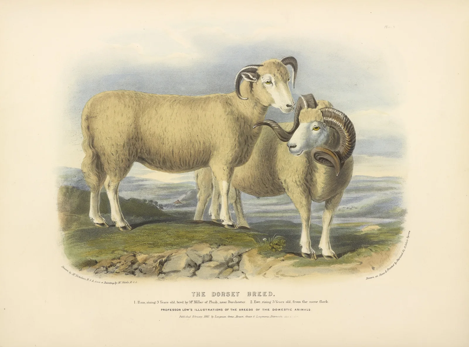 The Dorset Breed av David Low