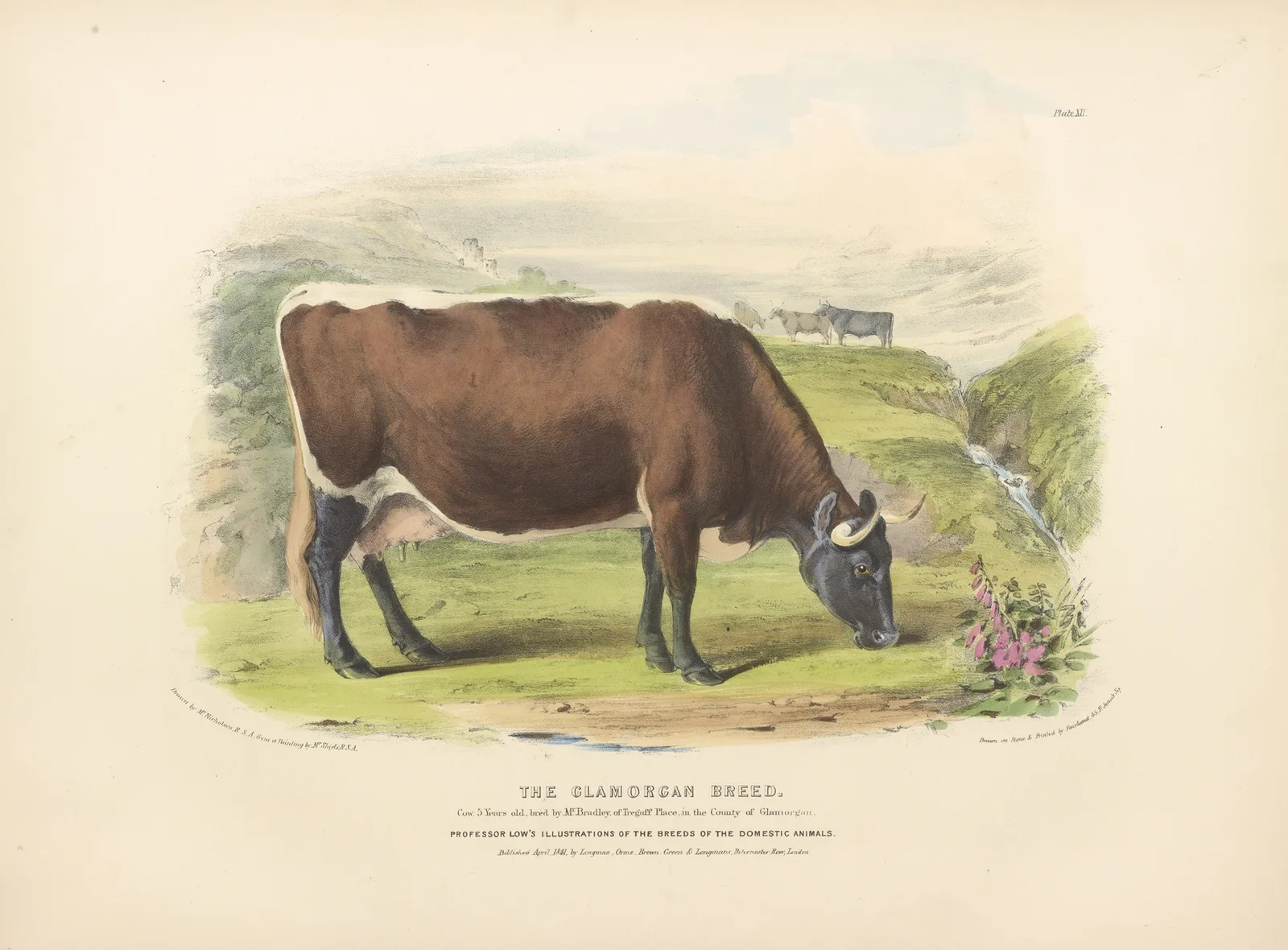 The Glamorgan Breed av David Low