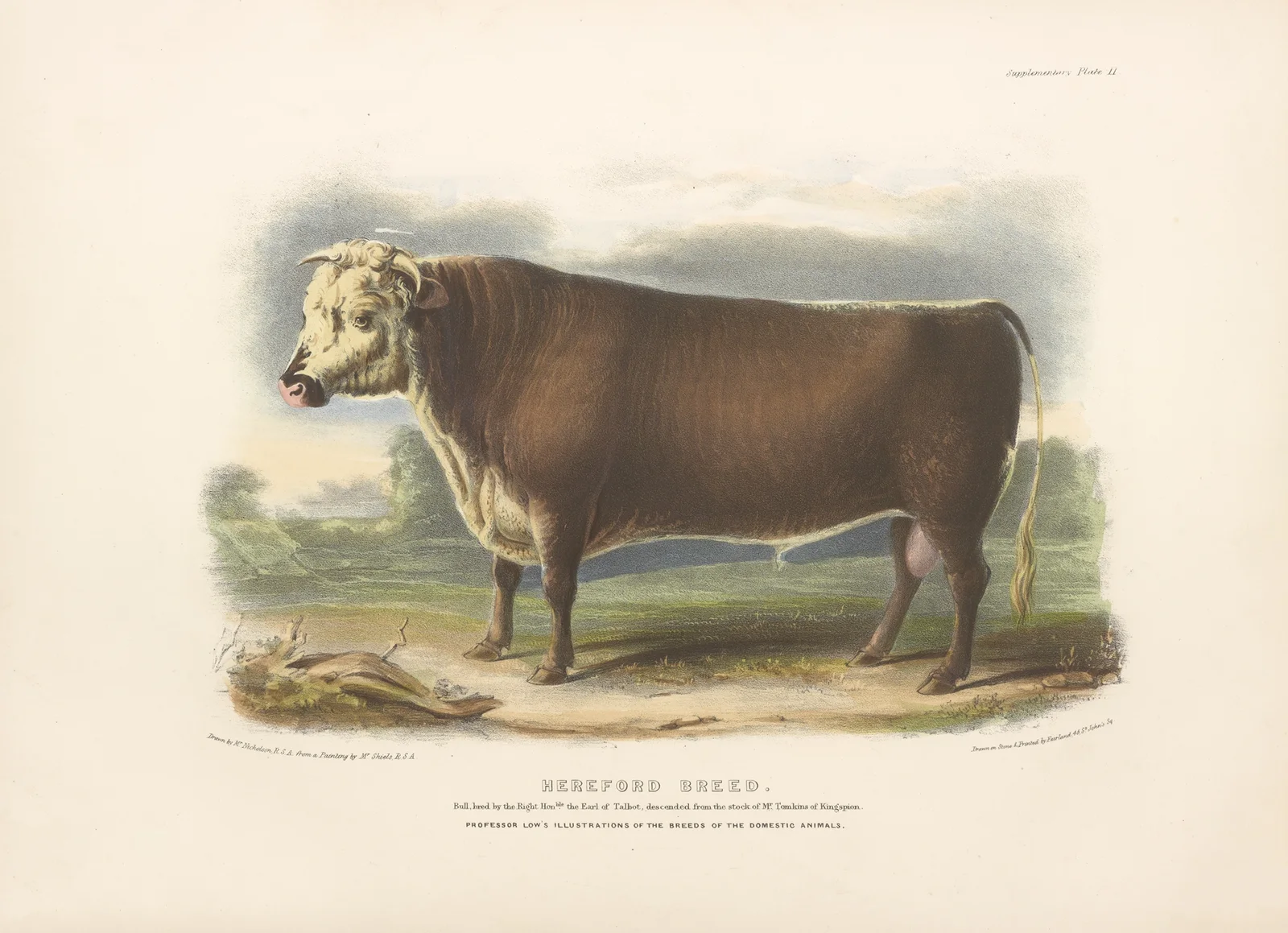 The Hereford Breed av David Low