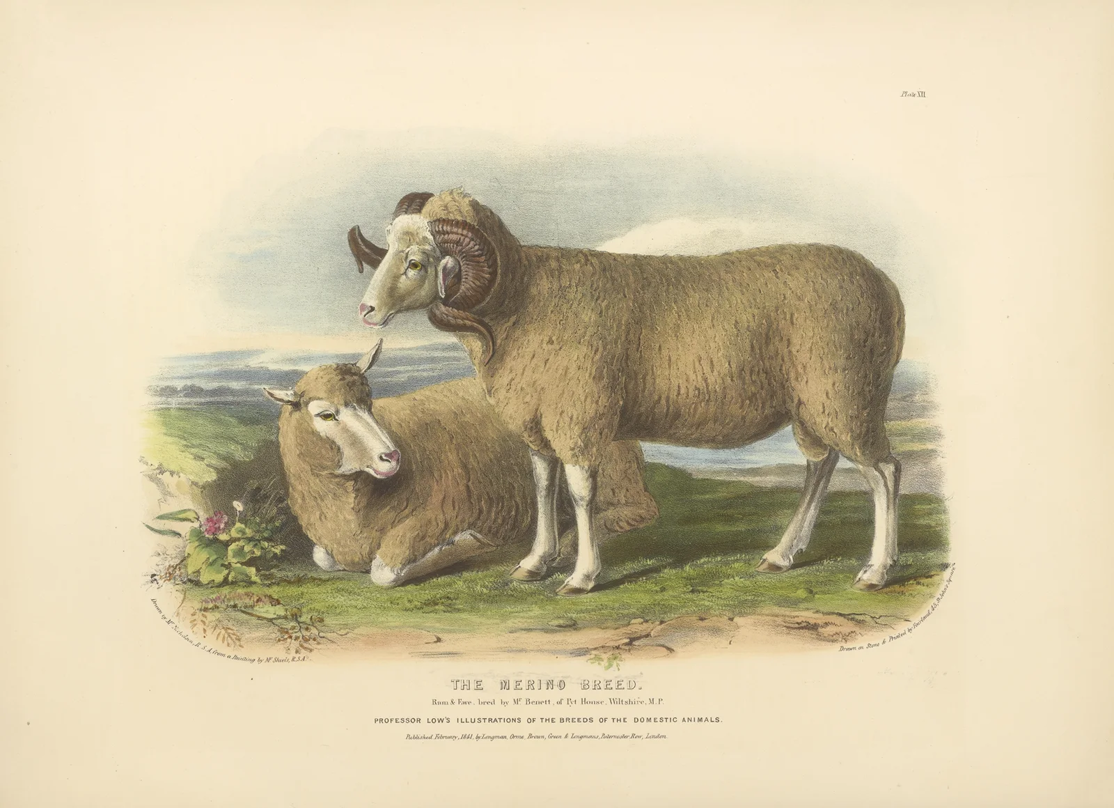 The Merino Breed av David Low