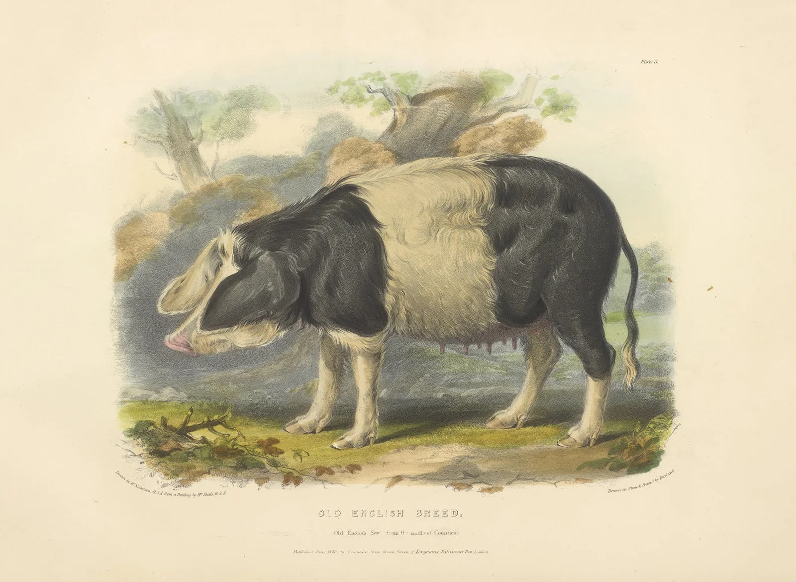 The Old English Breed av David Low