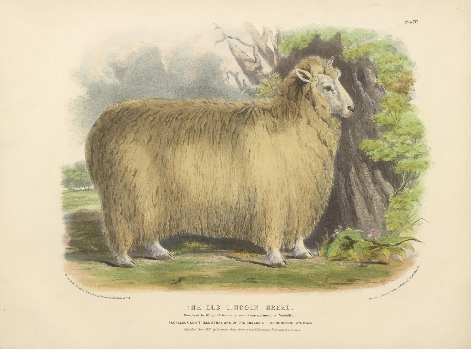 The Old Lincoln Breed av David Low