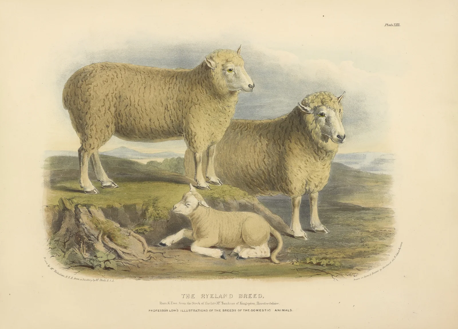 The Ryeland Breed av David Low