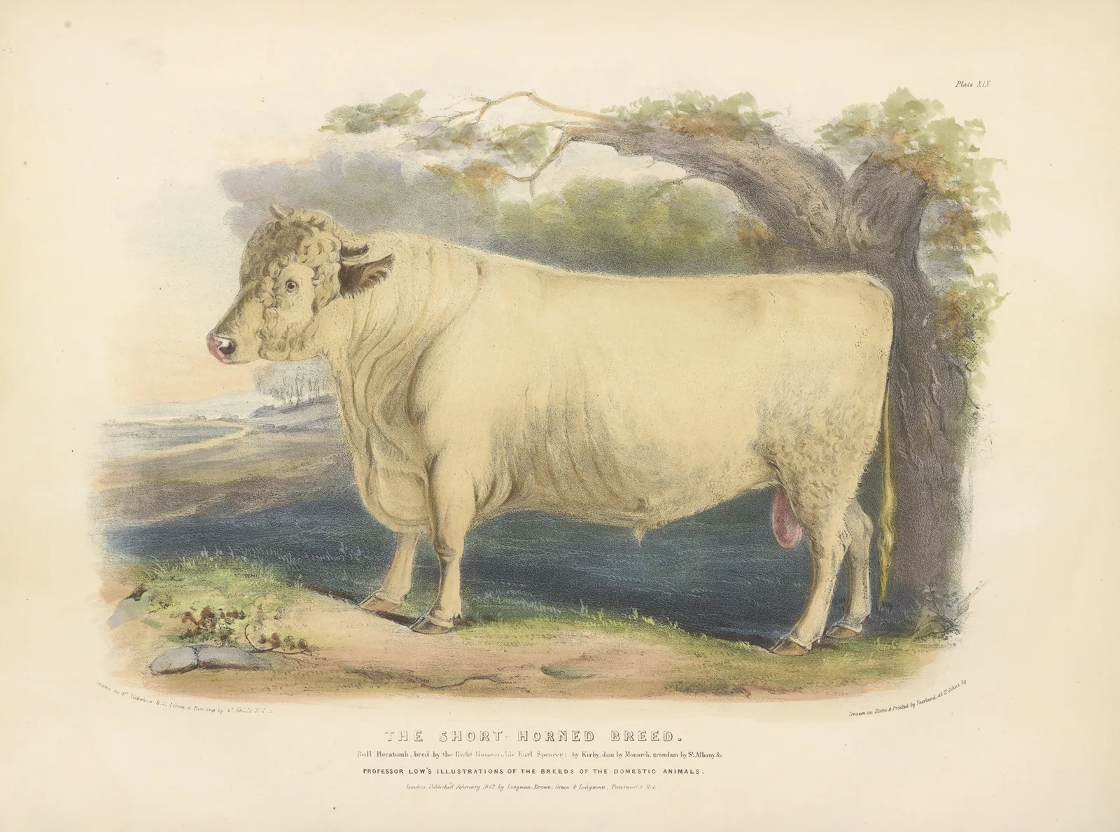 The Short-Horned Breed av David Low