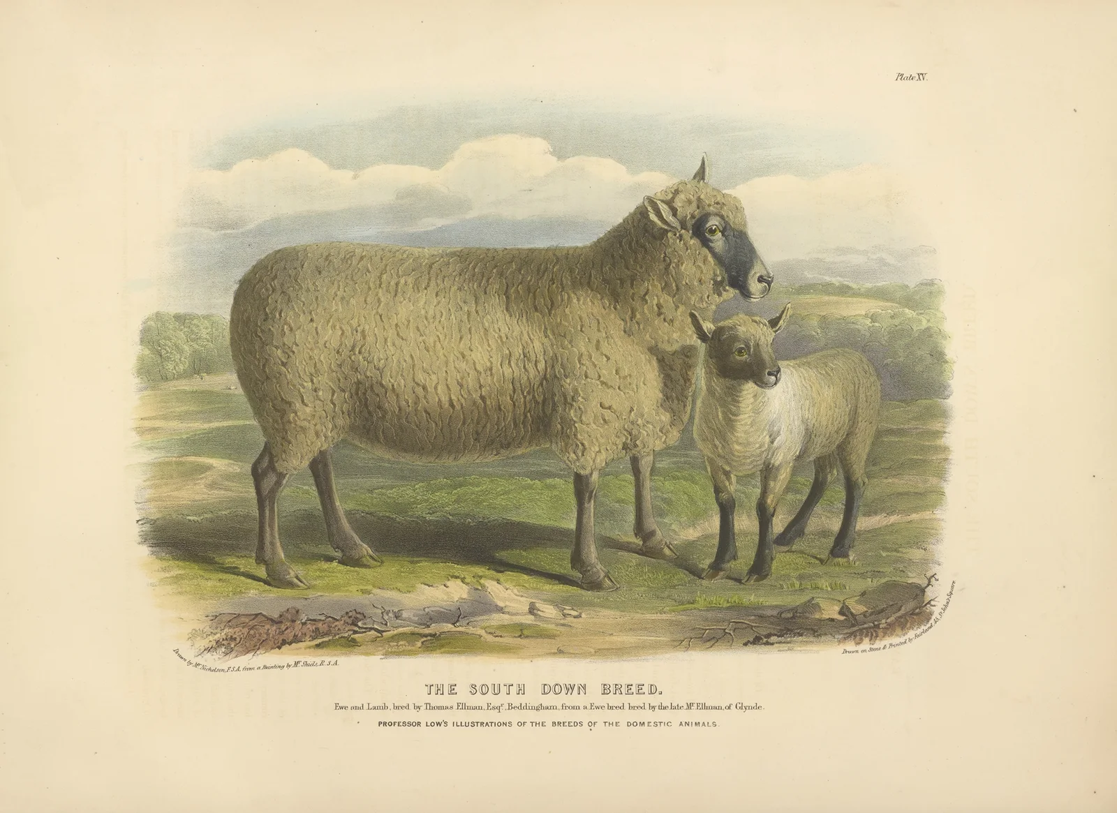 The South-Down Breed av David Low