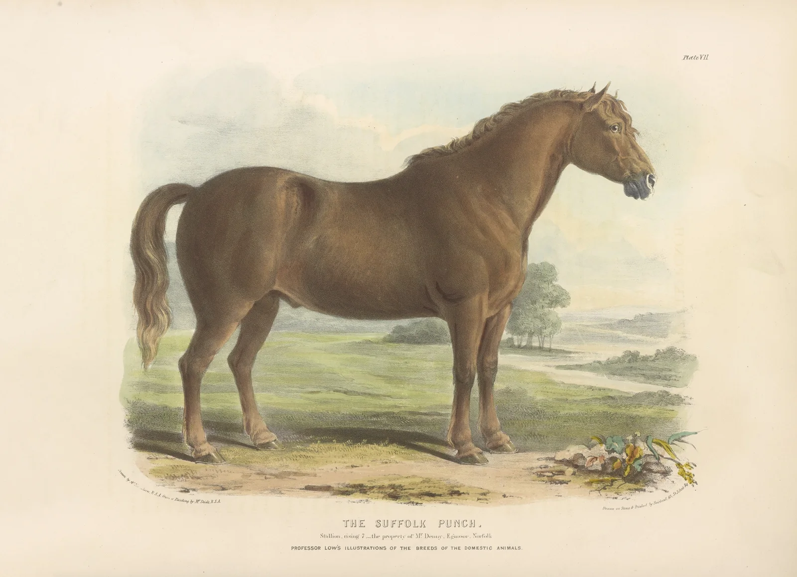 The Suffolk Punch av David Low
